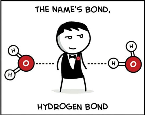 the names bond hydrogen bond