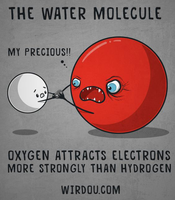 The Water Molecule